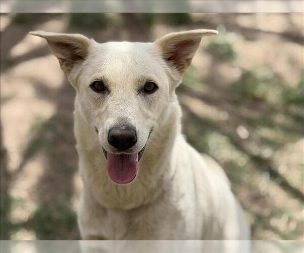 Medium Photo #1 German Shepherd Dog-Unknown Mix Puppy For Sale in Tulsa, OK, USA