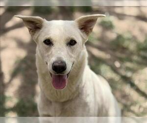 German Shepherd Dog-Unknown Mix Dogs for adoption in Tulsa, OK, USA