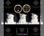 Puppy Snowball Maltese
