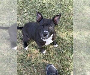 Mutt Dogs for adoption in Riverside, CA, USA