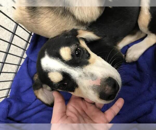 Medium Photo #1 Labbe Puppy For Sale in Conroe, TX, USA