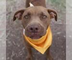 Small American Staffordshire Terrier Mix