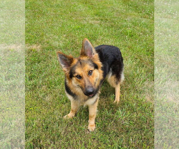 Medium Photo #4 German Shepherd Dog-Unknown Mix Puppy For Sale in Columbus, IN, USA