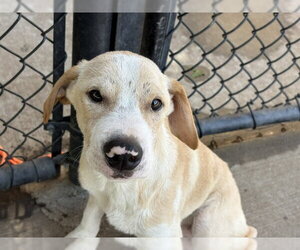 Mutt Dogs for adoption in Tulsa, OK, USA