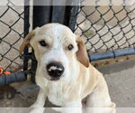 MELLOWW - Male Mutt Dog for Adoption - Small photo