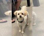 Small Maltese