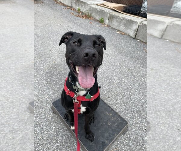 Medium Photo #12 Labrador Retriever-Unknown Mix Puppy For Sale in Brewster, NY, USA