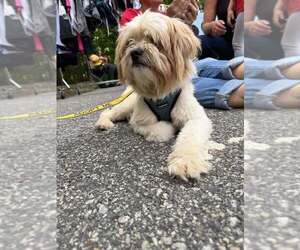 Duke (GA) - Male Mutt Dog for Adoption - Photo #14