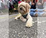 Small Photo #14 Mutt Puppy For Sale in New York, NY, USA