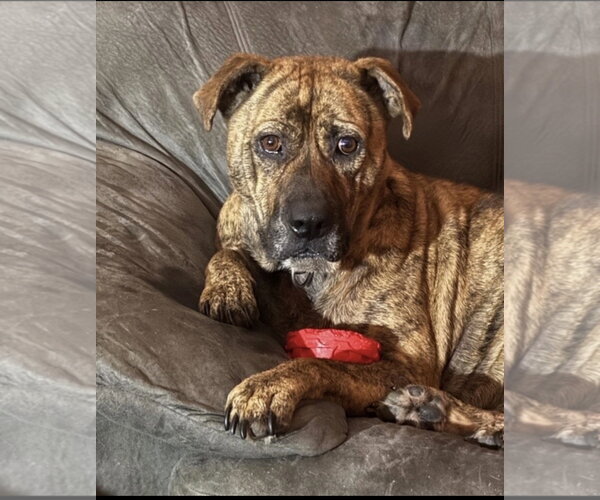 Medium Photo #3 Catahoula Leopard Dog-Labrador Retriever Mix Puppy For Sale in Mt. Laurel, NJ, USA