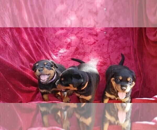 Medium Photo #2 Rottweiler Puppy For Sale in SHOW LOW, AZ, USA