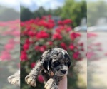 Puppy Neptune Cocker Spaniel