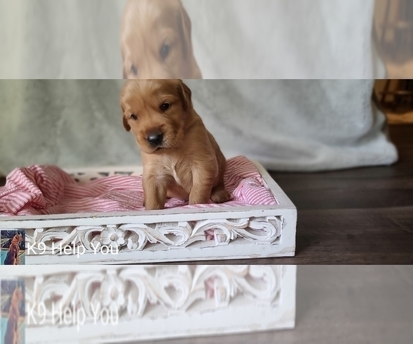 Medium Photo #22 Golden Retriever Puppy For Sale in SAINT LOUIS, MO, USA