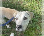 Small #10 Labrador Retriever Mix