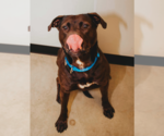 Small #11 Rottweiler-American Pit Bull Terrier
