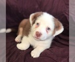 Small Photo #4 Australian Shepherd Puppy For Sale in VERMONTVILLE, MI, USA