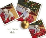 Puppy Red Cockapoo