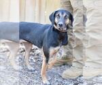 Small #3 Black and Tan Coonhound-Labrador Retriever Mix