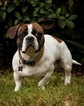 Small Photo #1 American Bullnese Puppy For Sale in SAINT AUGUSTINE, FL, USA