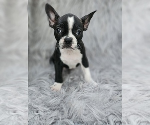 Faux Frenchbo Bulldog Puppy for Sale in INDIANAPOLIS, Indiana USA