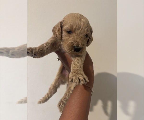 Medium Photo #4 Goldendoodle Puppy For Sale in DENTON, TX, USA
