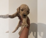 Small #3 Goldendoodle