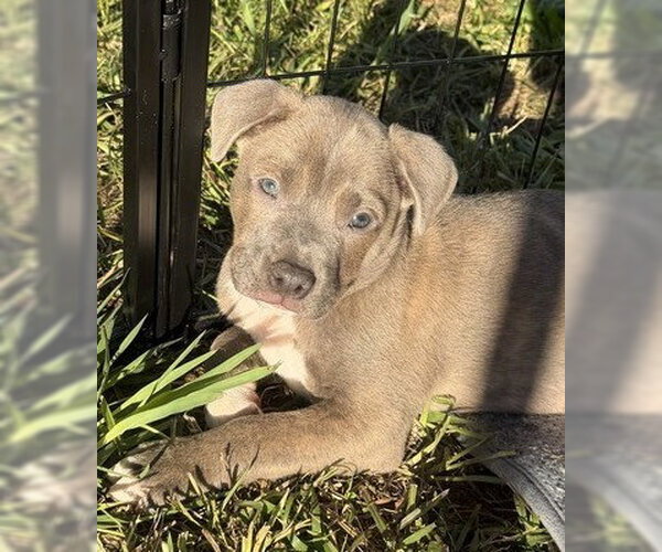Medium Photo #1 French Bulldog-Unknown Mix Puppy For Sale in Mooresville, NC, USA