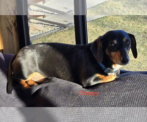 Dachshund Dogs for adoption in Sioux Falls, SD, USA