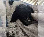 Puppy Violet Goldendoodle