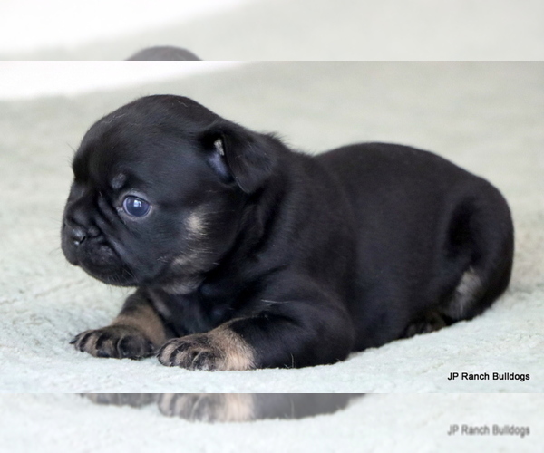 Medium Photo #3 French Bulldog Puppy For Sale in WINNSBORO, TX, USA