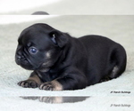 Small Photo #3 French Bulldog Puppy For Sale in WINNSBORO, TX, USA