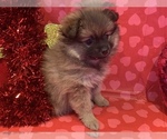 Small Photo #35 Pomeranian Puppy For Sale in GOSHEN, NY, USA