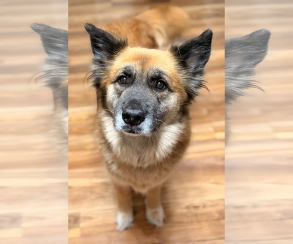 Medium Photo #2 Mutt Puppy For Sale in Royal Palm Beach, FL, USA