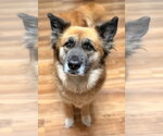 Small #1 Mutt
