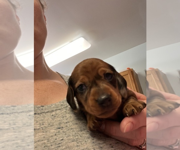 Medium Photo #3 Dachshund Puppy For Sale in ASHLAND, NE, USA