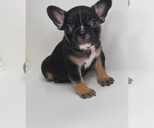 French Bulldog Puppy for Sale in WOODBRIDGE, Virginia USA