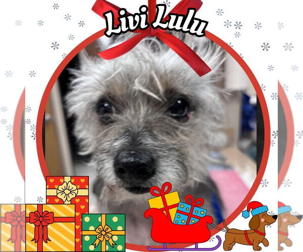 Medium Photo #5 Mutt Puppy For Sale in San Antonio, TX, USA