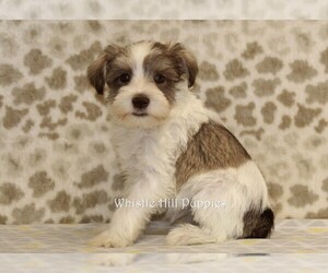 Schnauzer (Miniature) Puppy for sale in DENVER, PA, USA