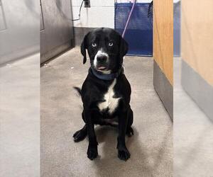 Labrador Retriever Dogs for adoption in Forestville, MD, USA