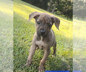 Labrador Retriever-Unknown Mix Dogs for adoption in Sanford, FL, USA