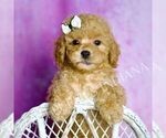 Small Photo #111 Poodle (Miniature) Puppy For Sale in WARSAW, IN, USA