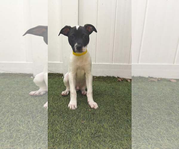Medium Photo #4 Boxer-Unknown Mix Puppy For Sale in Pompano Beach , FL, USA