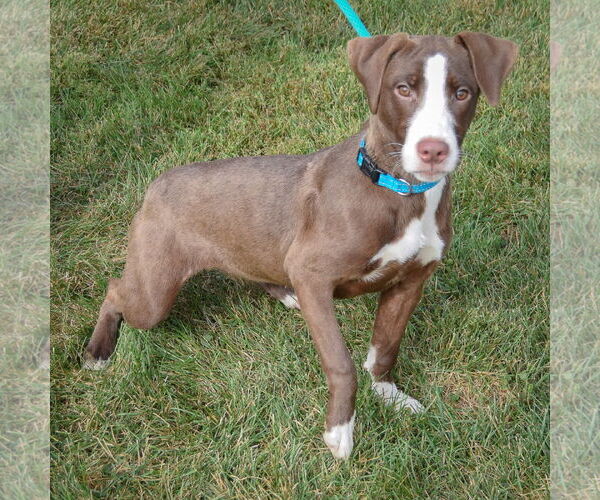 Medium Photo #4 - Mix Puppy For Sale in Huntley, IL, USA