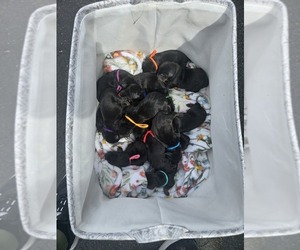 Medium Doberman Pinscher