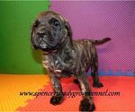 Small #4 Mastiff