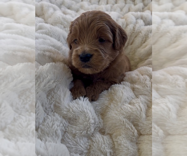 Medium Photo #9 Goldendoodle (Miniature) Puppy For Sale in RANDOLPH, WI, USA