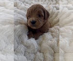 Small #8 Goldendoodle (Miniature)