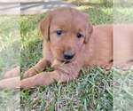 Small Photo #6 Golden Retriever Puppy For Sale in COVINA, CA, USA