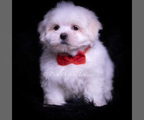 Medium Photo #1 Maltese Puppy For Sale in WARSAW, IN, USA