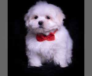 Medium Maltese